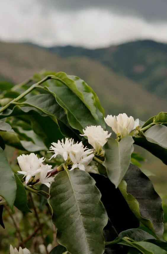 ARABICA PLANT